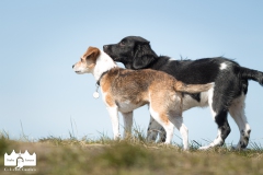 © all rights reserved - Photo by Lisanne Bakker