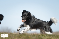 © all rights reserved - Photo by Lisanne Bakker