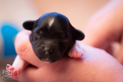 meiske-teef-LBAK-20201228-_MG_7499