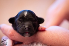 meiske-teef-LBAK-20201228-_MG_7503