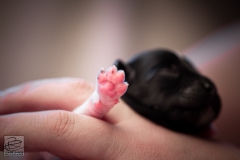 meiske-teef-LBAK-20201228-_MG_7510