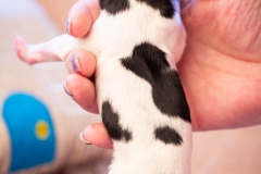 meiske-teef-LBAK-20201228-_MG_7522