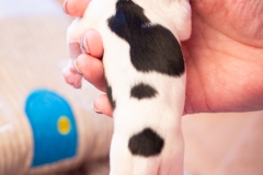 meiske-teef-LBAK-20201228-_MG_7523