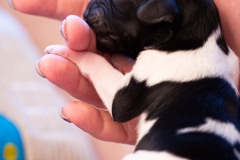 mr.-big-reu-LBAK-20201228-_MG_7629