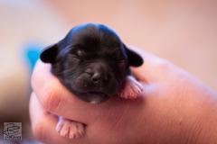 reu-stippel-LBAK-20201228-_MG_7590