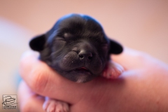 reu-stippel-LBAK-20201228-_MG_7594