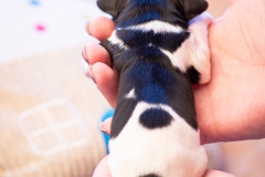 reu-stippel-LBAK-20201228-_MG_7606