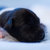 © all rights reserved - Photo by Lisanne Bakker