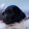 © all rights reserved - Photo by Lisanne Bakker