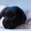 © all rights reserved - Photo by Lisanne Bakker