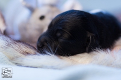 © all rights reserved - Photo by Lisanne Bakker