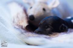 © all rights reserved - Photo by Lisanne Bakker