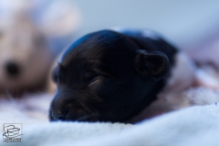 © all rights reserved - Photo by Lisanne Bakker
