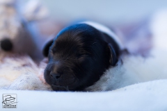 © all rights reserved - Photo by Lisanne Bakker