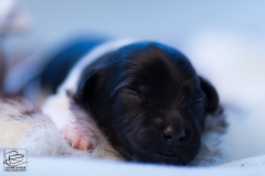 © all rights reserved - Photo by Lisanne Bakker