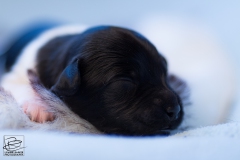 © all rights reserved - Photo by Lisanne Bakker