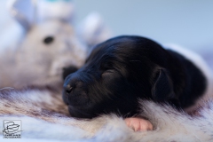 © all rights reserved - Photo by Lisanne Bakker