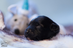 © all rights reserved - Photo by Lisanne Bakker