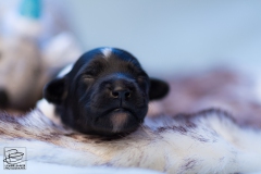 © all rights reserved - Photo by Lisanne Bakker