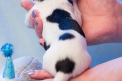 © all rights reserved - Photo by Lisanne Bakker