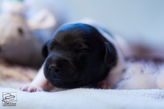 © all rights reserved - Photo by Lisanne Bakker