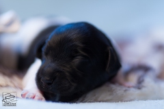 © all rights reserved - Photo by Lisanne Bakker