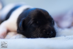 © all rights reserved - Photo by Lisanne Bakker