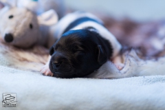 © all rights reserved - Photo by Lisanne Bakker