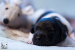 © all rights reserved - Photo by Lisanne Bakker