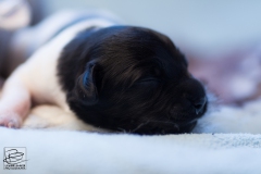 © all rights reserved - Photo by Lisanne Bakker