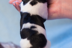 © all rights reserved - Photo by Lisanne Bakker