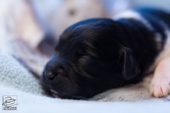 © all rights reserved - Photo by Lisanne Bakker