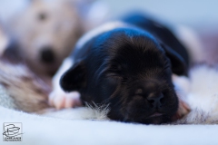 © all rights reserved - Photo by Lisanne Bakker