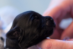 © all rights reserved - Photo by Lisanne Bakker