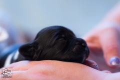 © all rights reserved - Photo by Lisanne Bakker