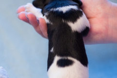 © all rights reserved - Photo by Lisanne Bakker