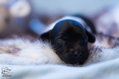 © all rights reserved - Photo by Lisanne Bakker