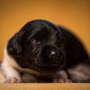 © all rights reserved - Photo by Lisanne Bakker