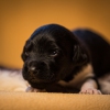 © all rights reserved - Photo by Lisanne Bakker