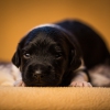 © all rights reserved - Photo by Lisanne Bakker