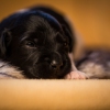 © all rights reserved - Photo by Lisanne Bakker
