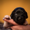 © all rights reserved - Photo by Lisanne Bakker