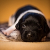 © all rights reserved - Photo by Lisanne Bakker