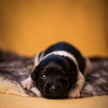© all rights reserved - Photo by Lisanne Bakker