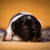 © all rights reserved - Photo by Lisanne Bakker