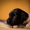 © all rights reserved - Photo by Lisanne Bakker