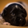 © all rights reserved - Photo by Lisanne Bakker