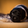 © all rights reserved - Photo by Lisanne Bakker