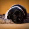 © all rights reserved - Photo by Lisanne Bakker