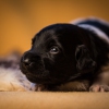 © all rights reserved - Photo by Lisanne Bakker